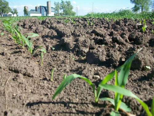 Soil and Corn